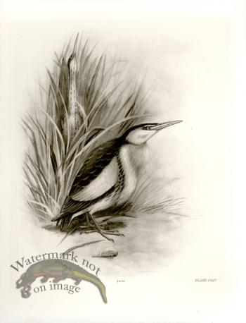 Bird 07    LITTLE BITTERN